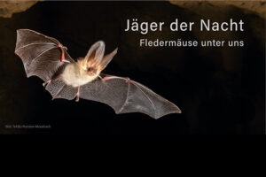 Mehr über den Artikel erfahren Einladung zur Fledermausausstellung in Isny
